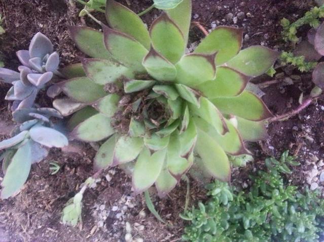 Name:  11055374_10153473146993415_7238799250182269566_n-640x640.jpg
Views: 292
Size:  59.0 KB