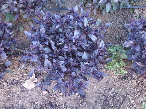 Name:  11705140_1624346441116108_1077284293742014553_n.jpg
Views: 1309
Size:  57.0 KB