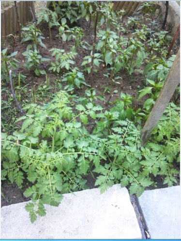 Name:  ta2.JPG
Views: 387
Size:  59.0 KB