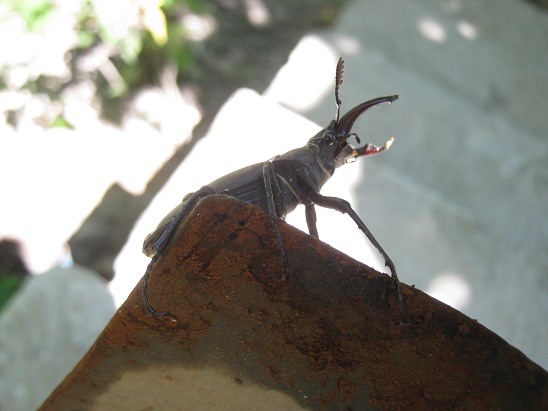 Name:  geyik bcei----.jpg
Views: 828
Size:  63.8 KB