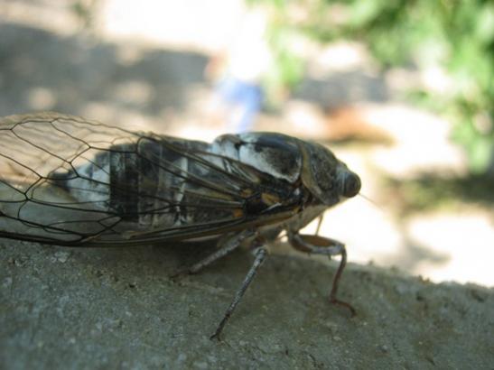 Name:  austos bcei.jpg
Views: 733
Size:  27.0 KB