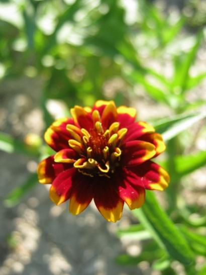 Name:  zinnia.jpg
Views: 910
Size:  29.1 KB