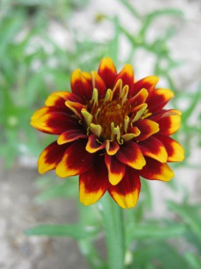 Name:  zinnia---.jpg
Views: 672
Size:  25.9 KB