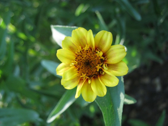 Name:  zinnia1.jpg
Views: 675
Size:  66.8 KB
