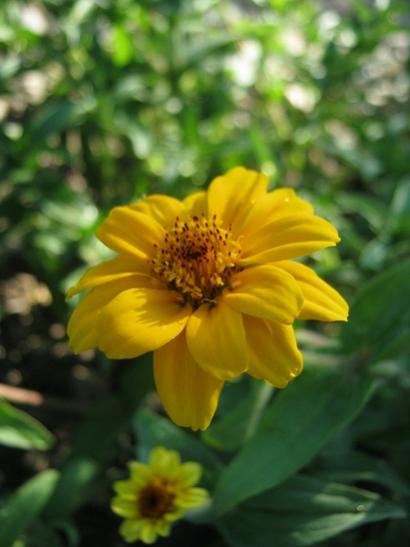 Name:  zinnia2.jpg
Views: 899
Size:  27.6 KB