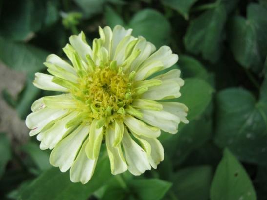 Name:  zinnia3.jpg
Views: 889
Size:  25.5 KB