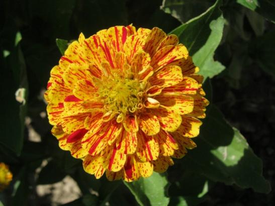 Name:  b. zinnia.jpg
Views: 900
Size:  35.2 KB
