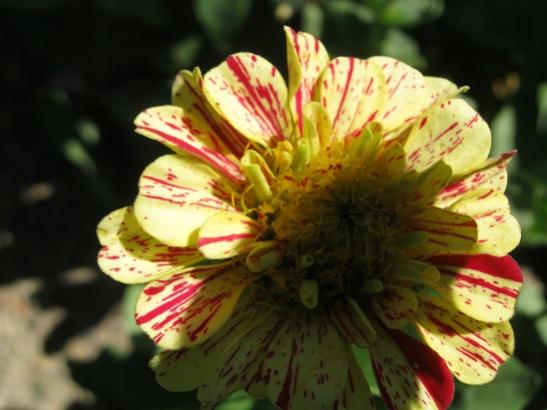 Name:  b. zinnia1.jpg
Views: 666
Size:  32.5 KB