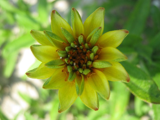 Name:  b. zinnia3.jpg
Views: 676
Size:  68.5 KB