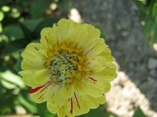 Name:  b. zinnia4.jpg
Views: 666
Size:  26.6 KB