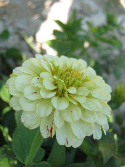 Name:  bahcedenn zinnia----.jpg
Views: 670
Size:  24.1 KB