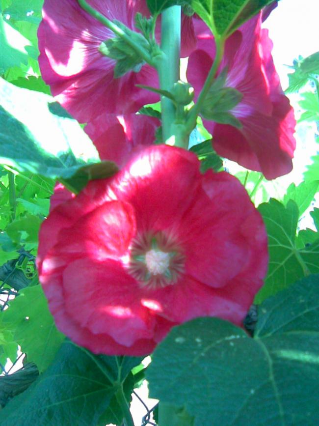 Name:  ee fatma 5.jpg
Views: 600
Size:  68.6 KB