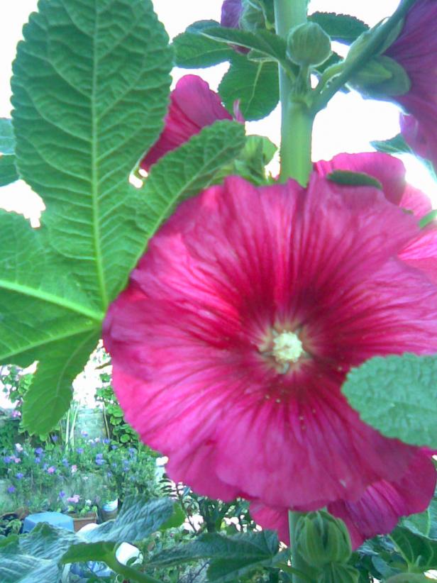 Name:  ee fatma 3.jpg
Views: 667
Size:  71.3 KB