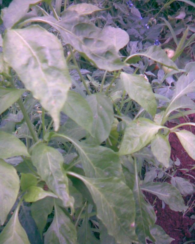 Name:  Grnt303.jpg
Views: 589
Size:  68.4 KB