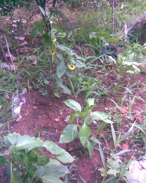 Name:  Grnt304.jpg
Views: 626
Size:  77.6 KB