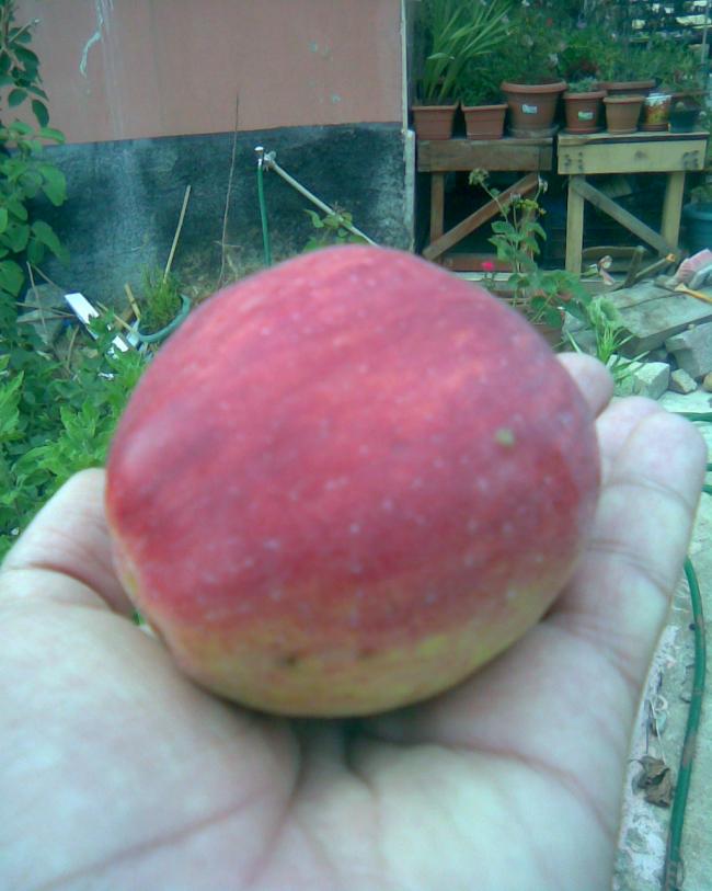 Name:  Grnt390.jpg
Views: 679
Size:  55.7 KB