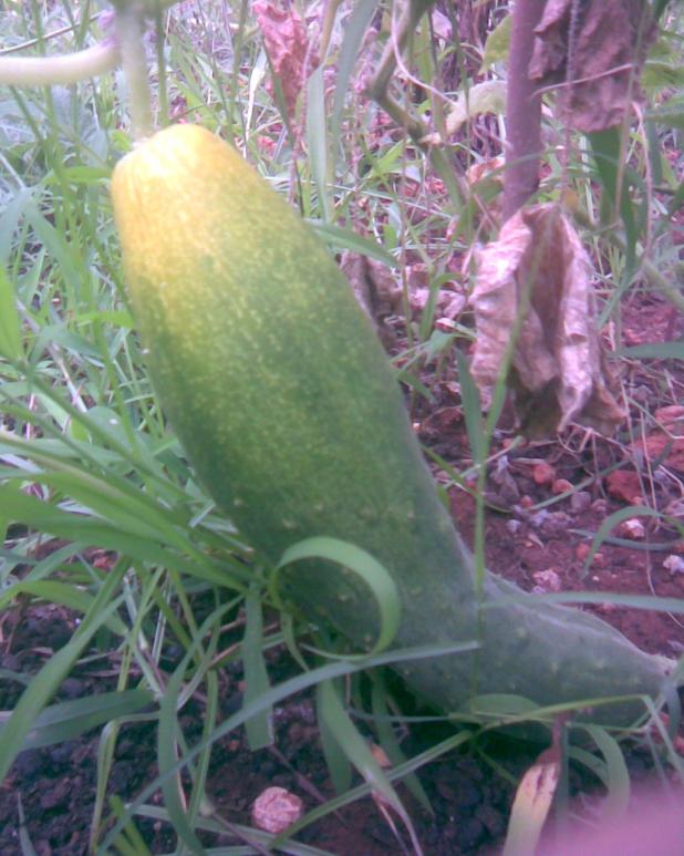 Name:  tohumluk salatalk.jpg
Views: 1053
Size:  71.8 KB
