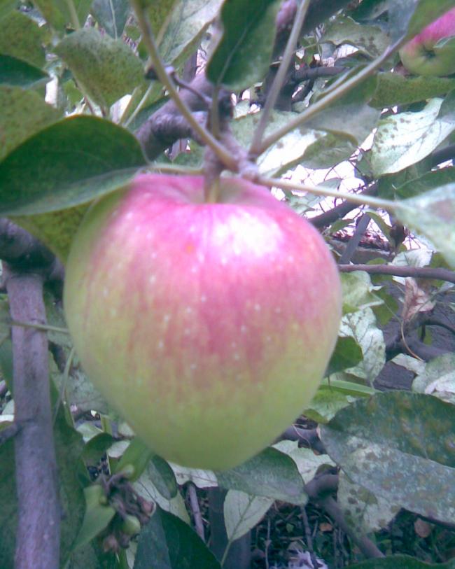 Name:  Grnt308.jpg
Views: 558
Size:  67.2 KB