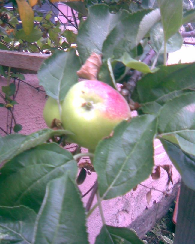 Name:  Grnt323.jpg
Views: 783
Size:  63.5 KB