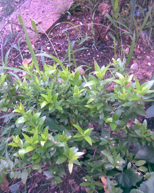 Name:  Grnt260.jpg
Views: 564
Size:  78.3 KB