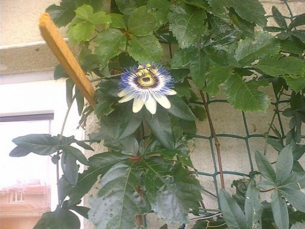Name:  463272.jpg
Views: 3249
Size:  47.7 KB