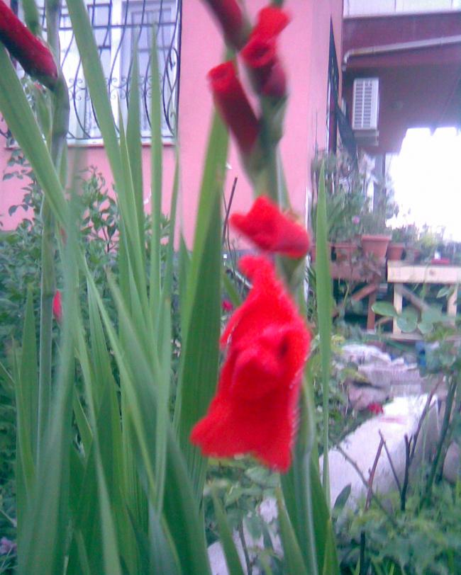 Name:  k-2.jpg
Views: 546
Size:  70.0 KB