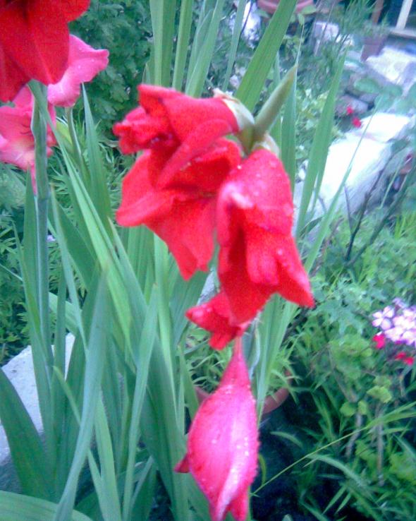 Name:  k-3.jpg
Views: 517
Size:  72.3 KB