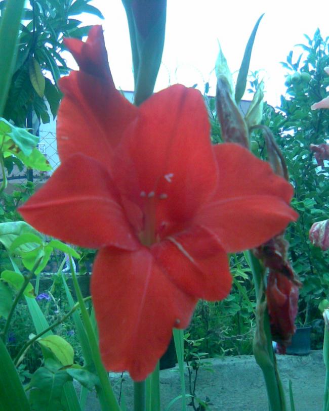 Name:  k-5.jpg
Views: 587
Size:  66.9 KB