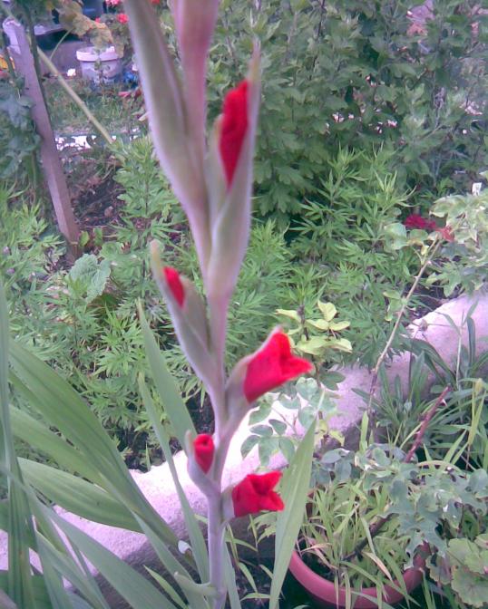 Name:  k-6.jpg
Views: 561
Size:  75.5 KB