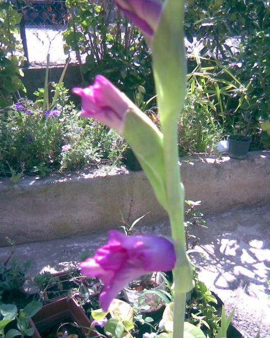 Name:  l-2.jpg
Views: 502
Size:  76.7 KB