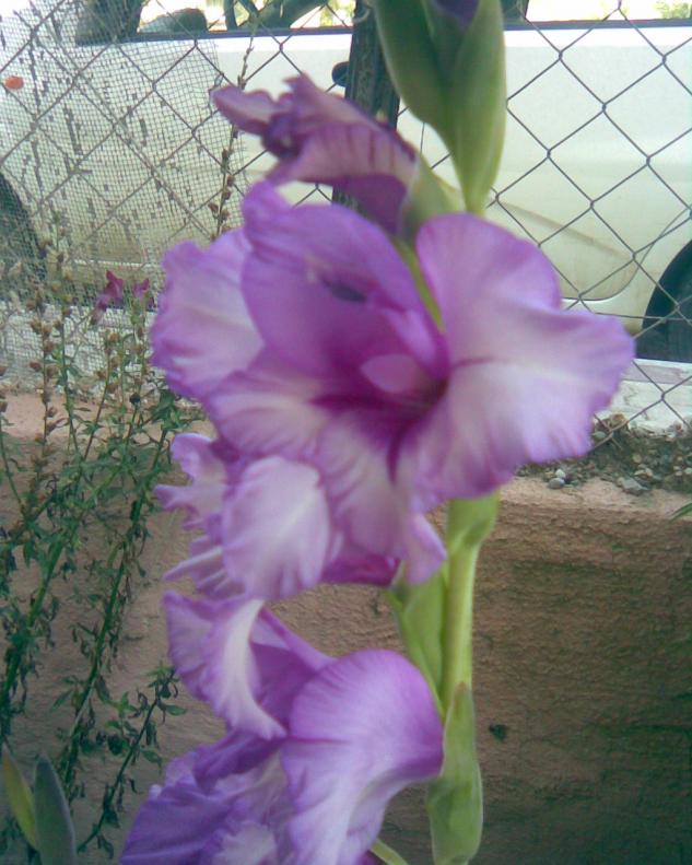 Name:  l-3.jpg
Views: 557
Size:  70.5 KB