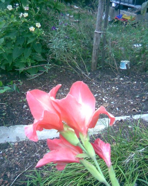 Name:  y-1.jpg
Views: 633
Size:  75.9 KB