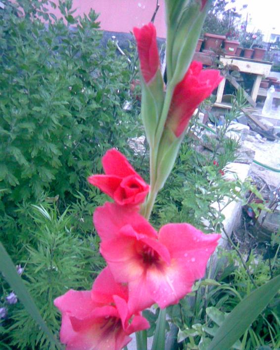 Name:  Grnt086.jpg
Views: 534
Size:  74.0 KB
