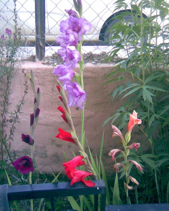 Name:  glayl toplu2.jpg
Views: 716
Size:  73.7 KB