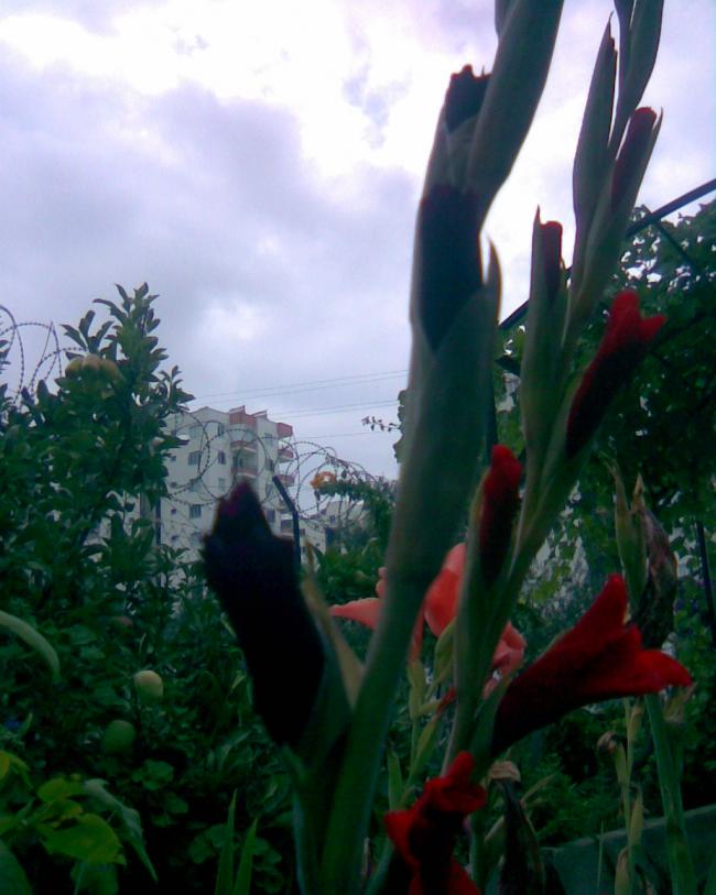Name:  t-3.jpg
Views: 821
Size:  57.5 KB