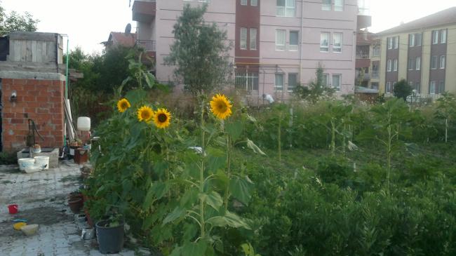 Name:  2015-07-13-1731.jpg
Views: 251
Size:  40.9 KB