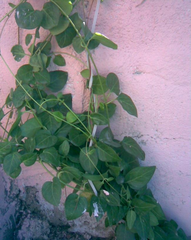 Name:  cezayir menekesi.jpg
Views: 793
Size:  68.7 KB