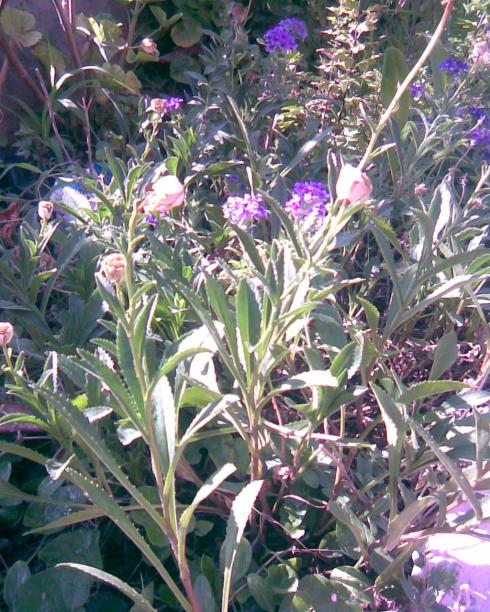 Name:  BEYAZ PAPATYA.jpg
Views: 726
Size:  80.3 KB