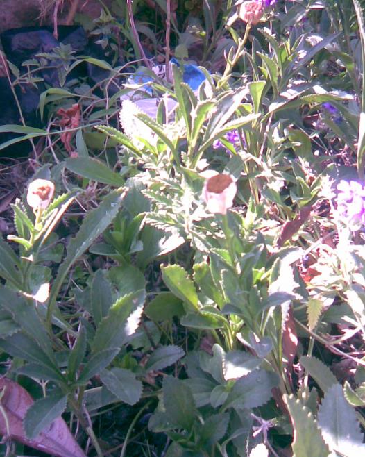 Name:  Grnt029.jpg
Views: 722
Size:  77.7 KB