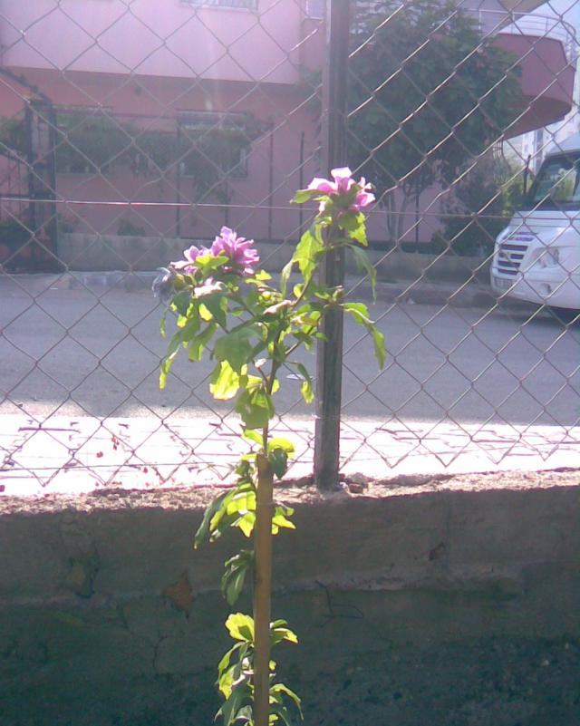 Name:  HATMI.jpg
Views: 741
Size:  70.4 KB