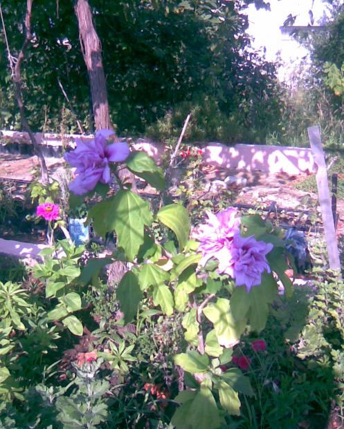 Name:  HATM1.jpg
Views: 557
Size:  79.1 KB