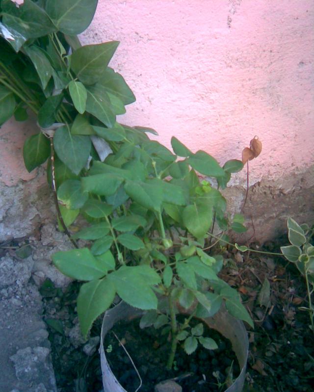 Name:  G-1.jpg
Views: 689
Size:  70.0 KB
