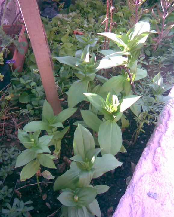 Name:  K-1.jpg
Views: 645
Size:  74.2 KB