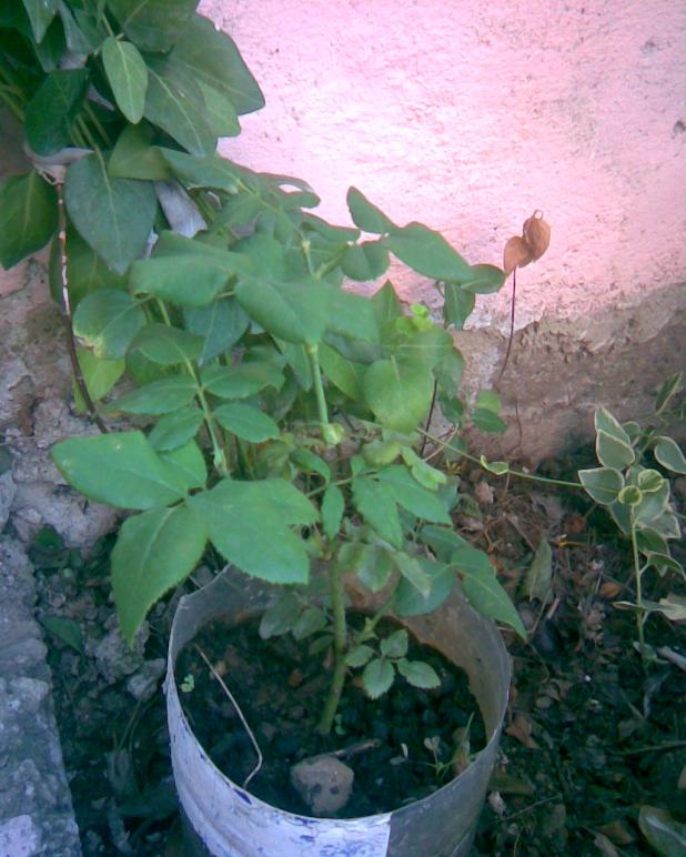 Name:  G-11.jpg
Views: 633
Size:  71.2 KB