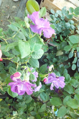 Name:  DSCF0613.jpg
Views: 349
Size:  68.5 KB
