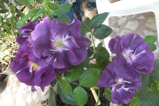 Name:  DSCF0617.jpg
Views: 333
Size:  44.5 KB