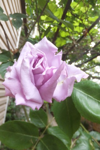 Name:  DSCF0479.jpg
Views: 315
Size:  54.0 KB