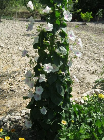 Name:  sabah s..jpg
Views: 597
Size:  60.4 KB