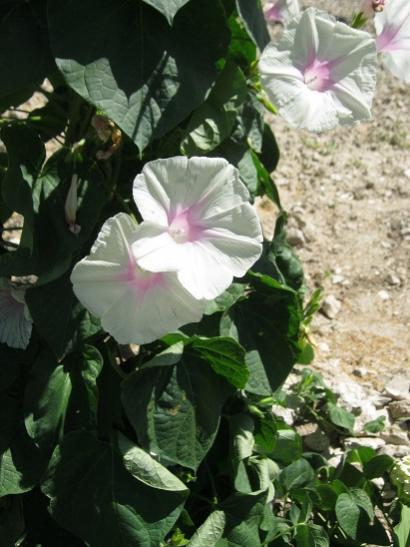 Name:  sabah s.2.jpg
Views: 586
Size:  40.3 KB