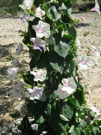 Name:  sabah s1.jpg
Views: 578
Size:  57.8 KB